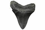 Fossil Megalodon Tooth - South Carolina #346187-1